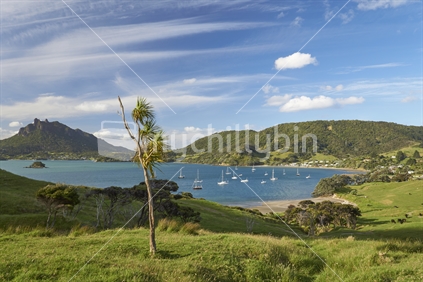 Mount Manaia, cabbage tree and Urquharts Bay at the Whangarei Heads, Northland, New Zealand