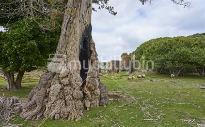 Matakohe Limestone Island in Whangarei Harbour - old burnt out giant Macrocarpa, sheep and historic cement factory ruins