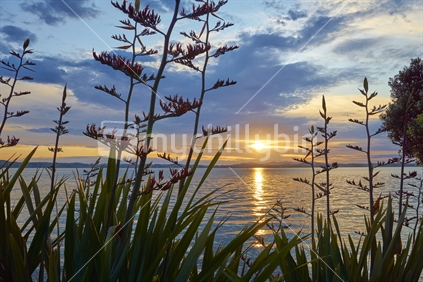 Sunset over Whangarei Harbour through flax stalks