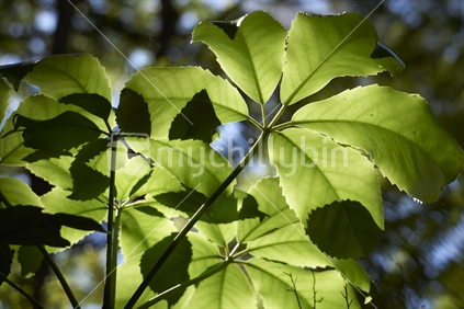 Pseudopanax lessonii - Houpara - Coastal Five Finger - backlit leaves in sunshine