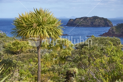 Tutukaka Headland with cabbage trees, native bush and islands - stunning Tutukaka Coast, Northland