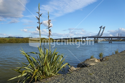 'Te Matau a Pohe' or 'The Fishhook of Pohe' with flax bush and Hatea river - bascule bridge on the Hatea Loop Walk in Whangarei, Northland