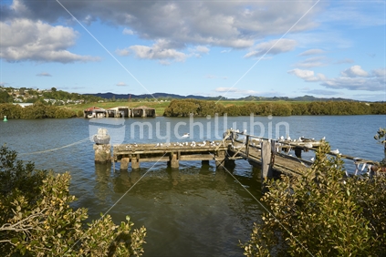 Old jetty with seagulls and terns - Hatea Loop Walk in Whangarei, Northland