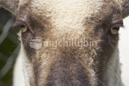 Closeup of sheep's eyes 