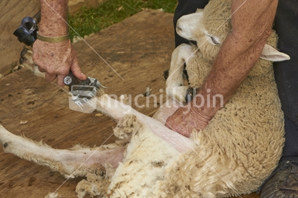 Sheep being sheared with electric sheep shears