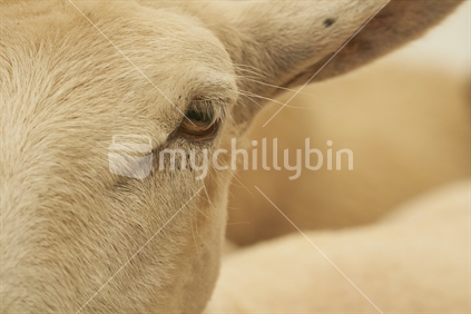 Closeup of goat's eye 