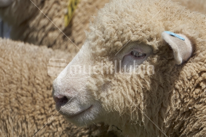 Closeup of sheep's head in a flock