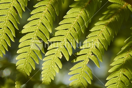 Tree fern frond in backlight - macro closeup (black tree fern, mamaku)