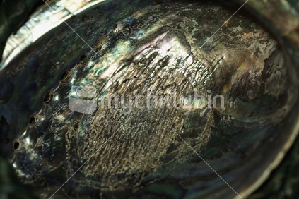 New Zealand Paua inside shell