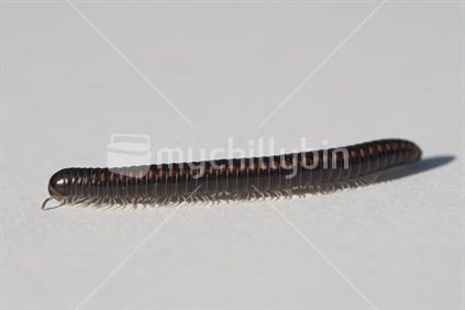 Millipede isolated on white background (probably native Diplopoda class, Cambalidae family Eumastigonus species - 'weri mano' in Maori) - Northland