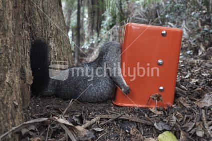 Conservation - dead possum in a Timms trap