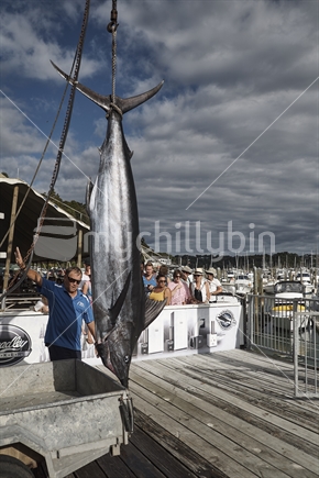Striped Marlin caught in a fishing contest at Tutukaka, Northland, New Zealand - fish ready for transport after the weigh in