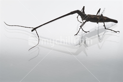 New Zealand giraffe weevil (Lasiorhynchus barbicornis, male), a quirky endemic insect, the longest New Zealand beetle - isolated with white background, Northland