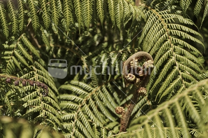 Black tree fern koru and fronds in the background (Mamaku)
