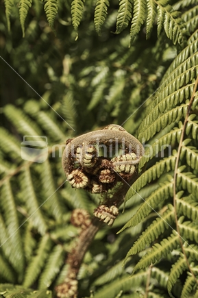 Closeup of a black tree fern koru  (Mamaku) with dense leaves in the background