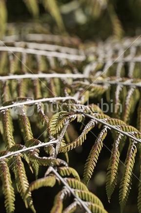 Old weathered frond of a Ponga silver fern