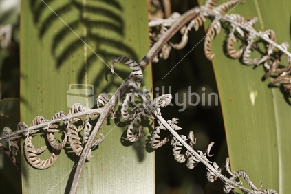 Old dried silver fern leaves on green flax - native bush still life