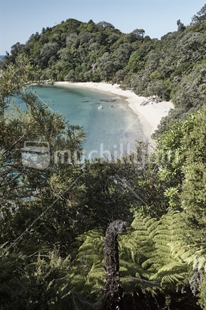 Whale Bay, hidden cove on beautiful Tutukaka Coast, lush coastal bush and white sand