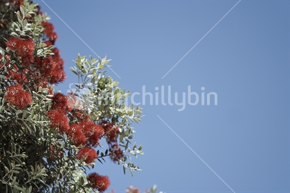 Vibrant Red Flowering Pohutukawa 