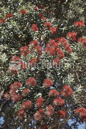 Dense red flowers of a Pohutukawa