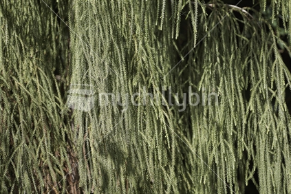 Closeup of Rimu podocarp tree and branches (Dacrydium cupressinum)