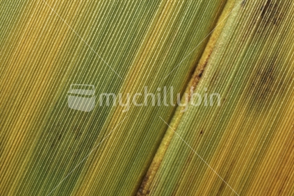 New Zealand flax (Phormium tenax) - macro view of the blade, with mouldy patches