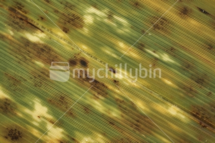 New Zealand flax (Phormium tenax) - macro view of an old blade with damage and grooves