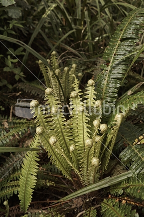 Unrolling fronds of a Crown fern (Piupiu, Blechnum discolor), Taranaki