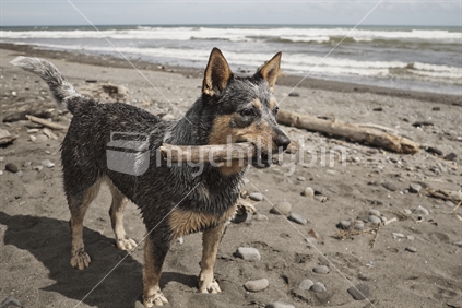Wet dog playing with a stick on a West Coast beach