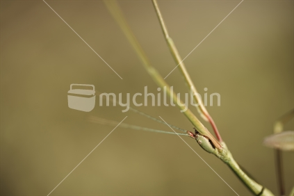 Macro closeup of a stick insect's head, feelers and legs (most probably a common green Clitarchus hookeri female - Phasmatidae family, endemic to New Zealand) - Northland