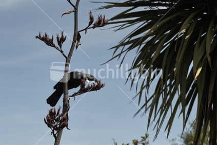 Tui feeding on a flax flower, next to a cabbage tree