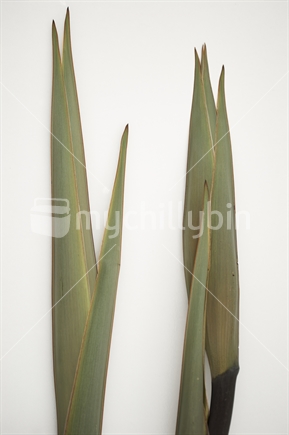 Closed green flower stalks of New Zealand flax (Phormium) isolated on white background