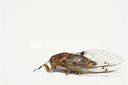 Chorus cicada (Amphipsalta zealandica, or 'Kihikihi Wawaa') - macro from the side isolated on white background