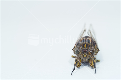 Chorus cicada (Amphipsalta zealandica, or 'Kihikihi Wawaa') - macro from the front isolated on white background