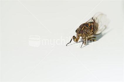 Chorus cicada (Amphipsalta zealandica, or 'Kihikihi Wawaa') - macro isolated on white background