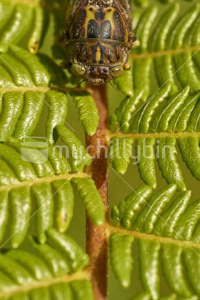 Chorus cicada (Amphipsalta zealandica, or 'Kihikihi Wawaa') - macro from the top on tree fern leaf background
