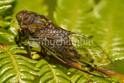 Chorus cicada (Amphipsalta zealandica, or 'Kihikihi Wawaa') - macro from the side on tree fern leaf background