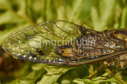 Chorus cicada (Amphipsalta zealandica, or 'Kihikihi Wawaa') - macro closeup of the wings on tree fern leaf background