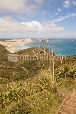 Northland's wild and beautiful Te Werahi Beach close to Cape Reinga, toetoe grass along the Te Araroa Trail walking track