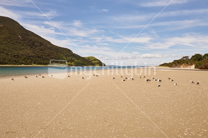 Seabirds resting on East Beach at the Houhora Heads on the Far North's Aupouri Peninsula