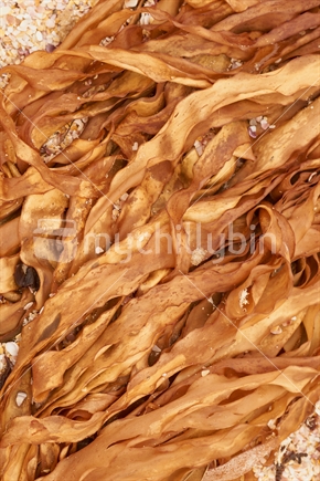 Dried washed up bull kelp (Durvillaea antarctica, or 'Rimurapa') blades on a Northland beach