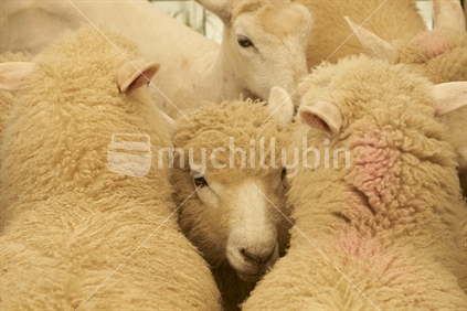 Lamb hiding before getting sheared