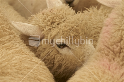 Lamb hiding among other sheep before shearing