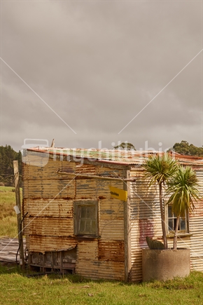 Typical corrugated iron farm shed with cabbage tree - Houhora,  Far North,  Northland