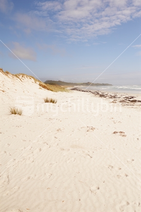 Stunning white silicate sand Rarawa Beach in the Far North with sand dunes