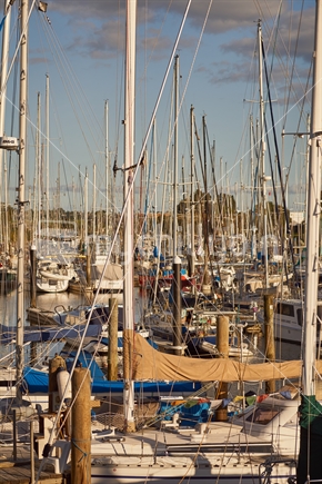 Lots of yacht masts in the Whangarei Town Basin, central yacht harbour and marina, Northland