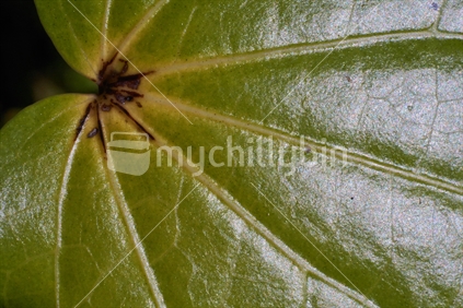Closeup of a Kawakawa leaf (Piper excelsum) used by Maori and others medicinally
