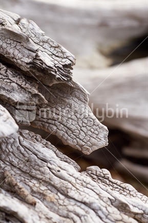 Closeup of weathered Pohutukawa driftwood on a Northland beach