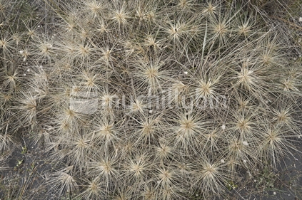 Spinifex grass (Kowhangatara) - many seed heads seen from above
