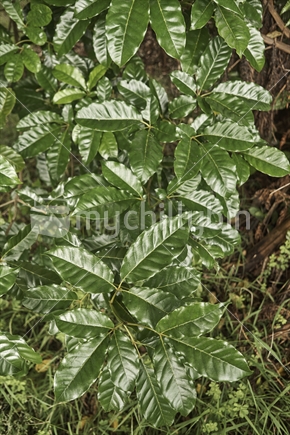 Fresh young Puriri tree leaves